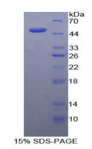 Figure 1. SDS-PAGE