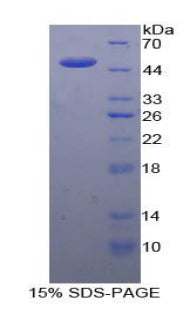 Figure 1. SDS-PAGE
