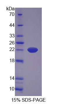 Figure 1. SDS-PAGE