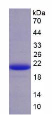 Figure 2. SDS-PAGE