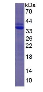 Figure 3. SDS-PAGE
