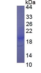 Figure 3. SDS-PAGE