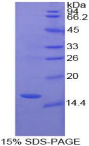 Figure 1. SDS-PAGE