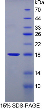 Figure 1. SDS-PAGE