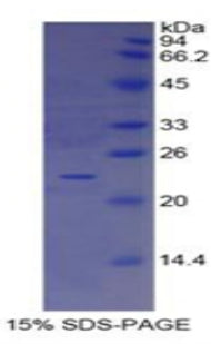Figure 1. SDS-PAGE