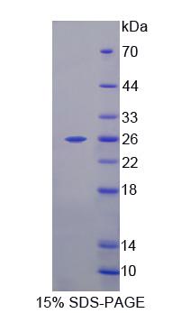 Figure 1. SDS-PAGE