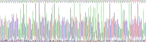 Recombinant Mouse Interferon Beta (IFNb)