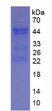 Figure 3. SDS-PAGE