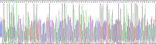 Recombinant Simian Vascular Endothelial Growth Factor A (VEGFA)