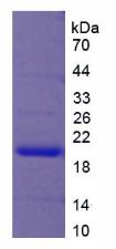 Figure 3. SDS-PAGE