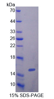 Figure 1. SDS-PAGE