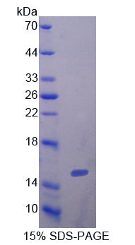 Figure 1. SDS-PAGE
