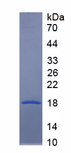 Figure 1. SDS-PAGE