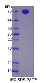 Figure 1. SDS-PAGE