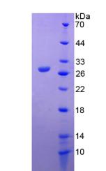 Figure 2. SDS-PAGE