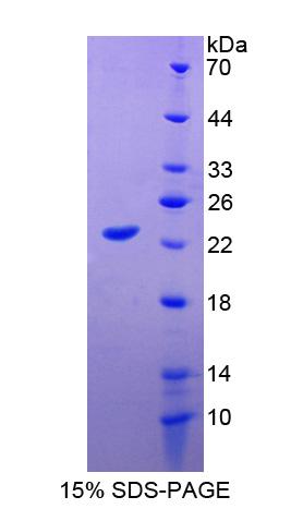 Figure 1. SDS-PAGE