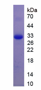 Figure 1. SDS-PAGE