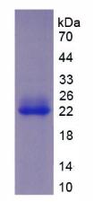 Figure 3. SDS-PAGE