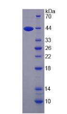 Figure 2. SDS-PAGE