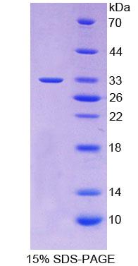 Figure 1. SDS-PAGE