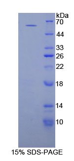 Figure 1. SDS-PAGE