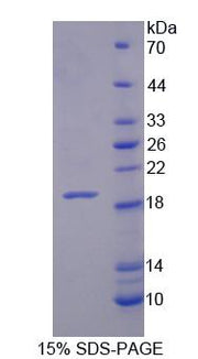 Figure 1. SDS-PAGE