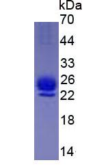Figure 3. SDS-PAGE
