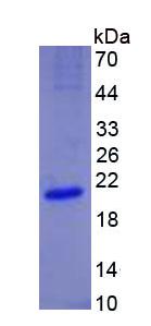 Figure 3. SDS-PAGE