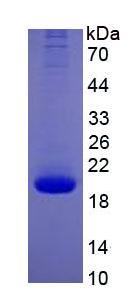 Figure 2. SDS-PAGE