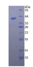 Figure 2. SDS-PAGE