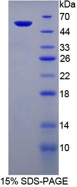 Figure 1. SDS-PAGE