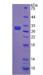 Figure 2. SDS-PAGE