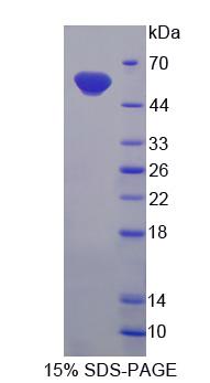 Figure 1. SDS-PAGE