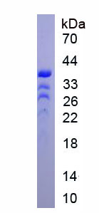 Figure 1. SDS-PAGE