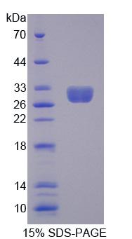 Figure 1. SDS-PAGE
