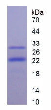 Figure 2. SDS-PAGE