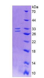 Figure 3. SDS-PAGE