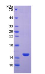 Figure 2. SDS-PAGE