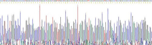 Recombinant Dog N-Terminal Pro-Brain Natriuretic Peptide (NT-ProBNP)
