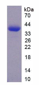 Figure 3. SDS-PAGE