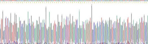 Recombinant Human Prominin 1 (PROM1)