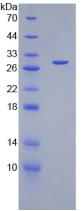 Figure 3. SDS-PAGE