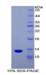 Figure 1. SDS-PAGE