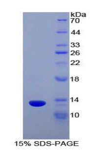 Figure 1. SDS-PAGE