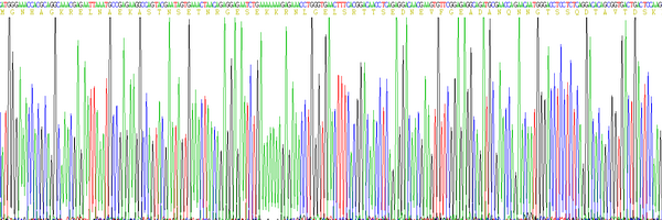 Eukaryotic Myelin Basic Protein (MBP), RPU54739