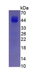 Figure 2. SDS-PAGE
