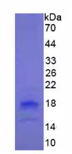 Figure 2. SDS-PAGE