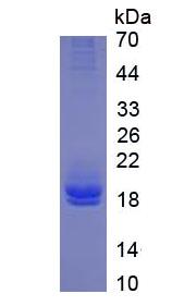 Figure 3. SDS-PAGE