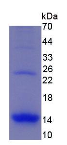 Figure 3. SDS-PAGE