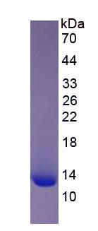 Figure 3. SDS-PAGE